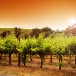 Wine Tasting Sicily